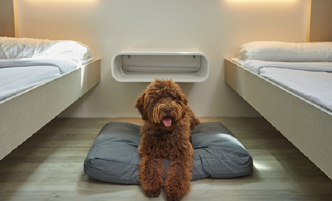 Camarote pet friendly de Bale&agrave;ria con perro a bordo del ferry