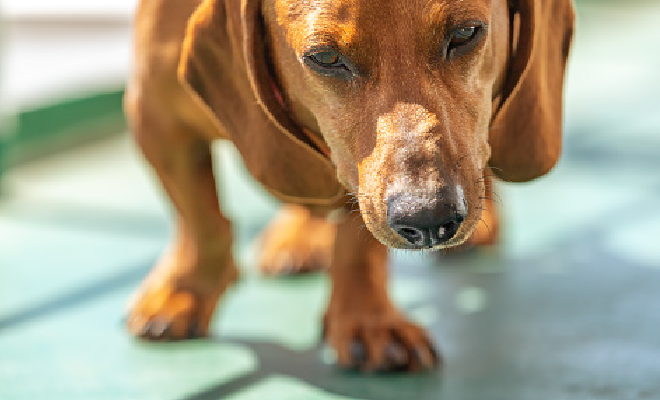 Perro viajando en ferry con su due&ntilde;o rumbo a Mallorca