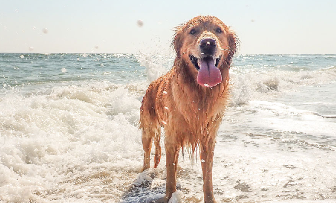 Perro en la playa de Mallorca tras llegar en ferry desde Barcelona