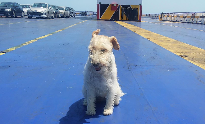 Perro paseando por la cubierta exterior de un ferry rumbo a Mallorca